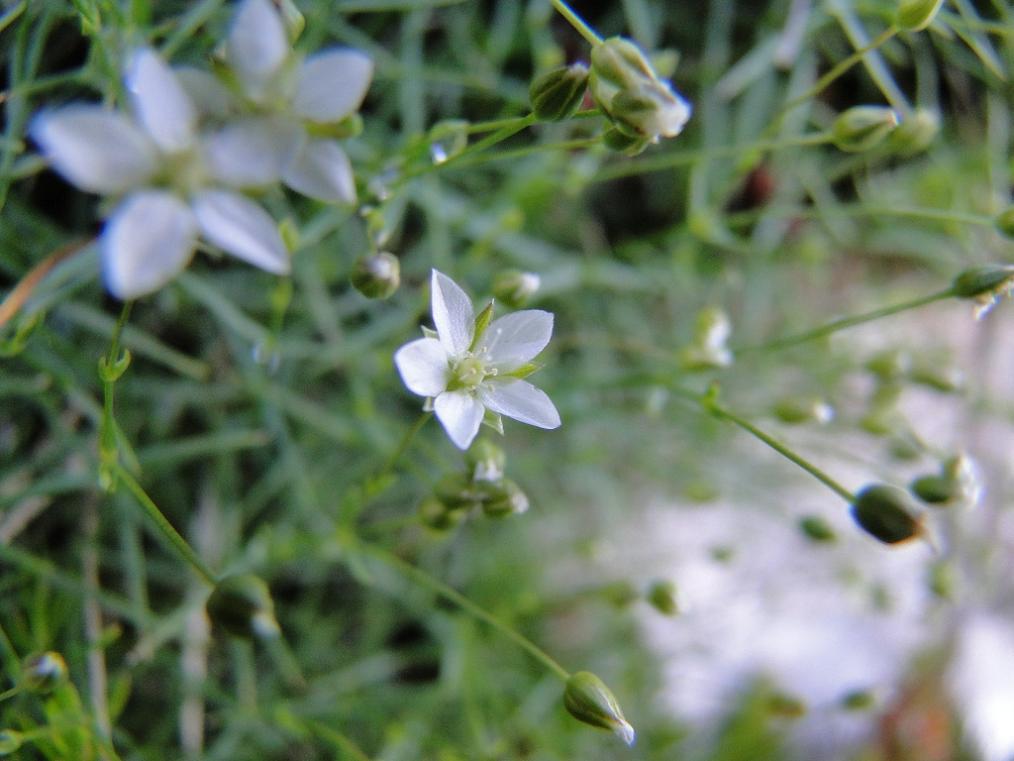 id nord grecia - Minuartia sp.